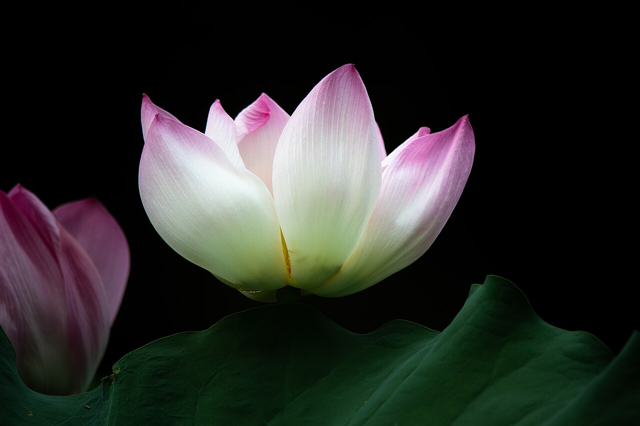 Lotus